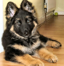 Tony and Karen's precious boy....Shadow